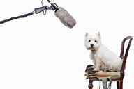 Sciences Humaines N° 246 - Le langage en 12 questions