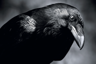 Le corbeau compte à voix haute - Sciences Humaines n°373