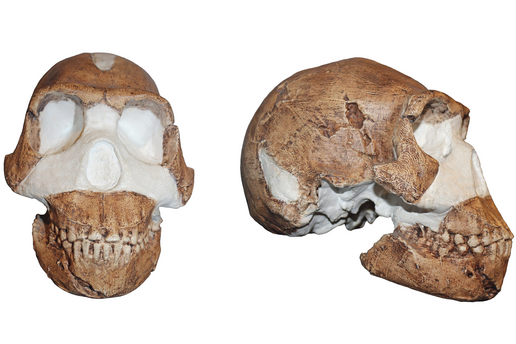 Homo naledi, pionnier de l'inhumation ? - Sciences Humaines N°373