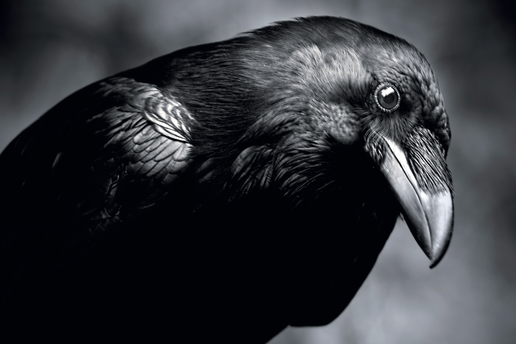 Le corbeau compte à voix haute - Sciences Humaines n°373