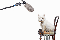 Sciences Humaines N° 246 - Le langage en 12 questions